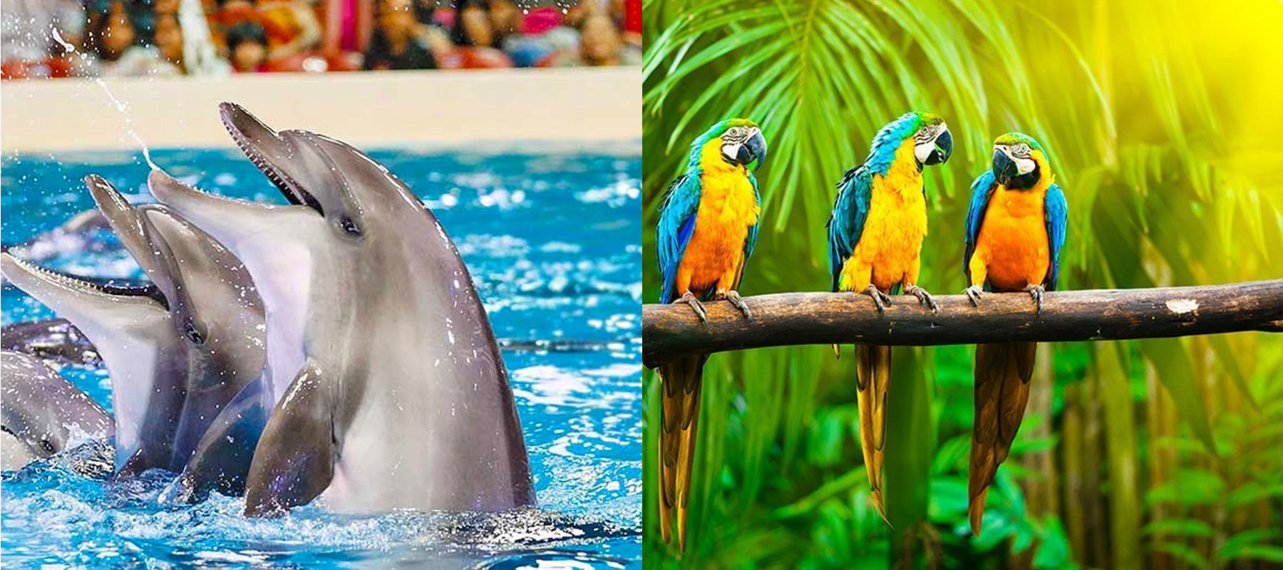 Immerse Yourself in Wonder explore dolphin park and bird garden on Kish island